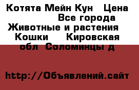 Котята Мейн Кун › Цена ­ 15 000 - Все города Животные и растения » Кошки   . Кировская обл.,Соломинцы д.